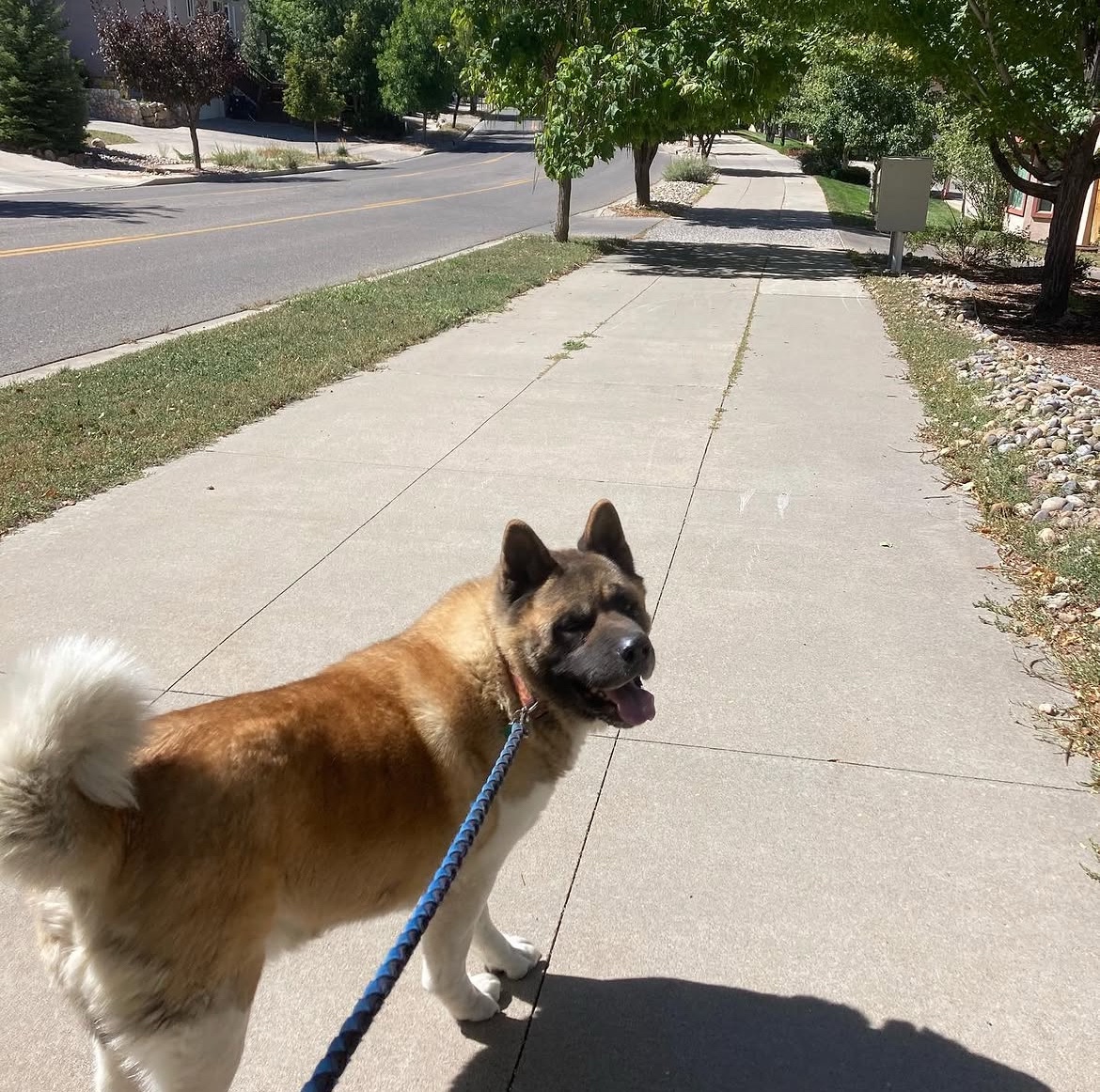 Dog enjoying a sunny walk in Durango