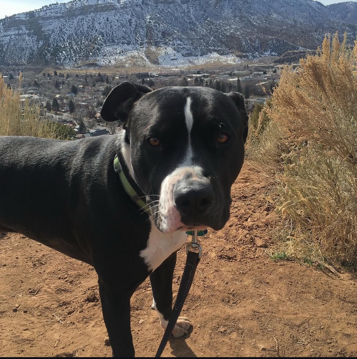 Black and white dog on a Durango trail with mountain views