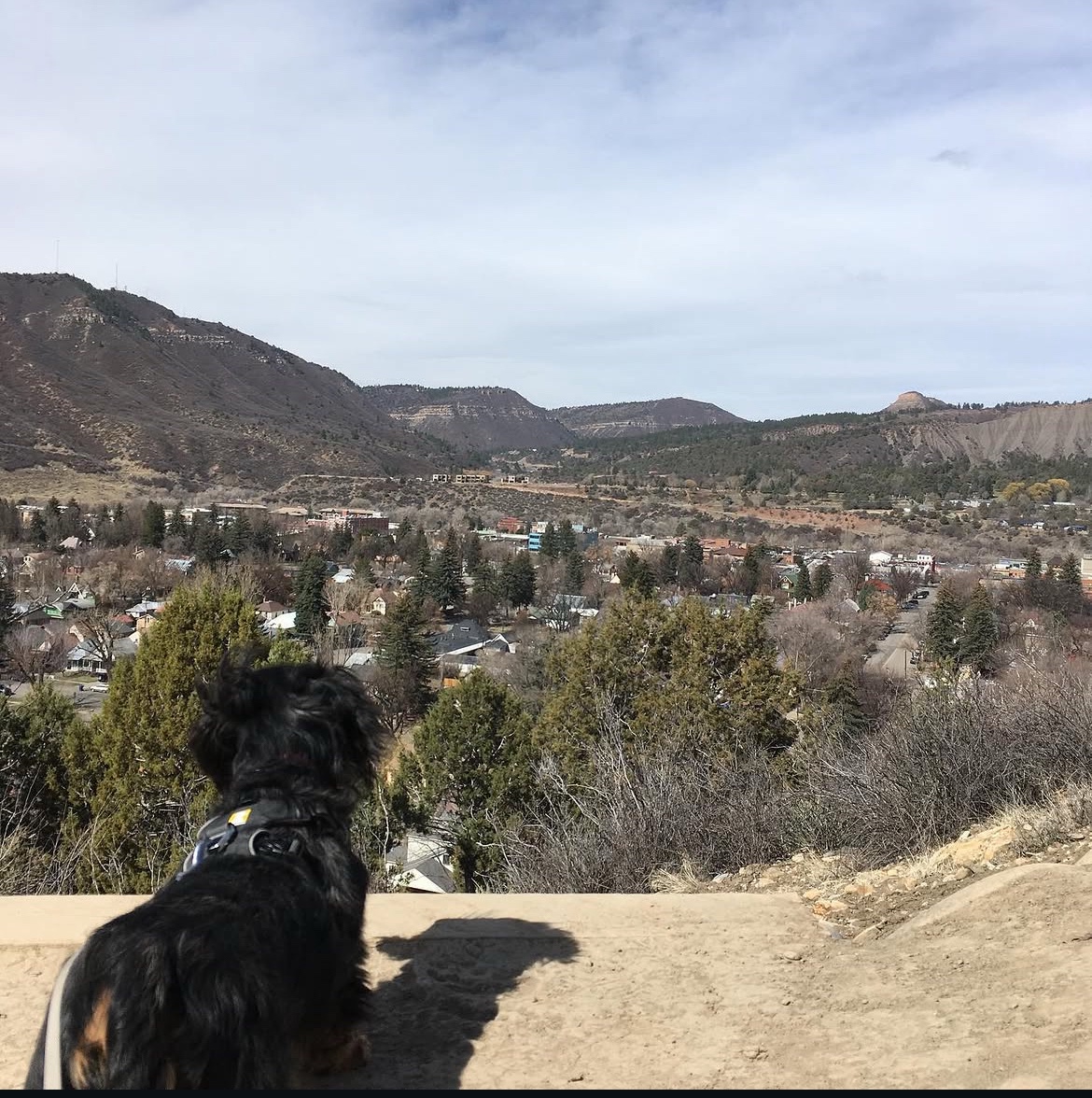 Small dog looking out over Durango from a scenic overlook