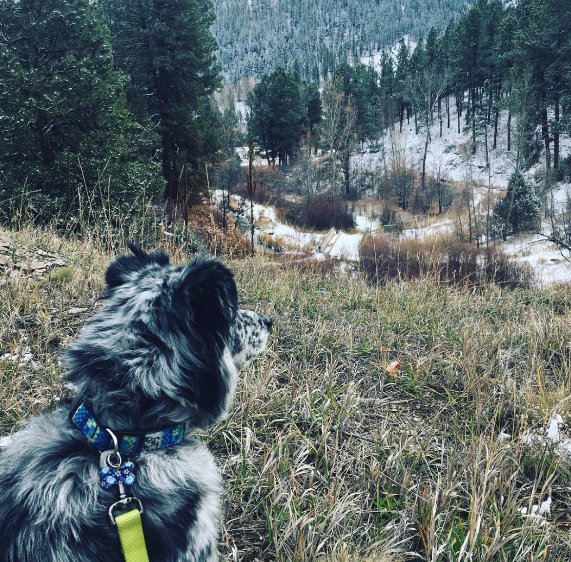 Blue merle dog in a snowy outdoor setting
