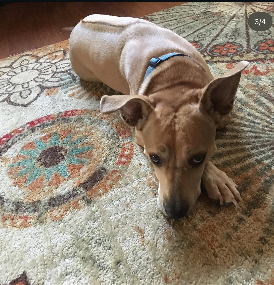 Small tan dog relaxing indoors