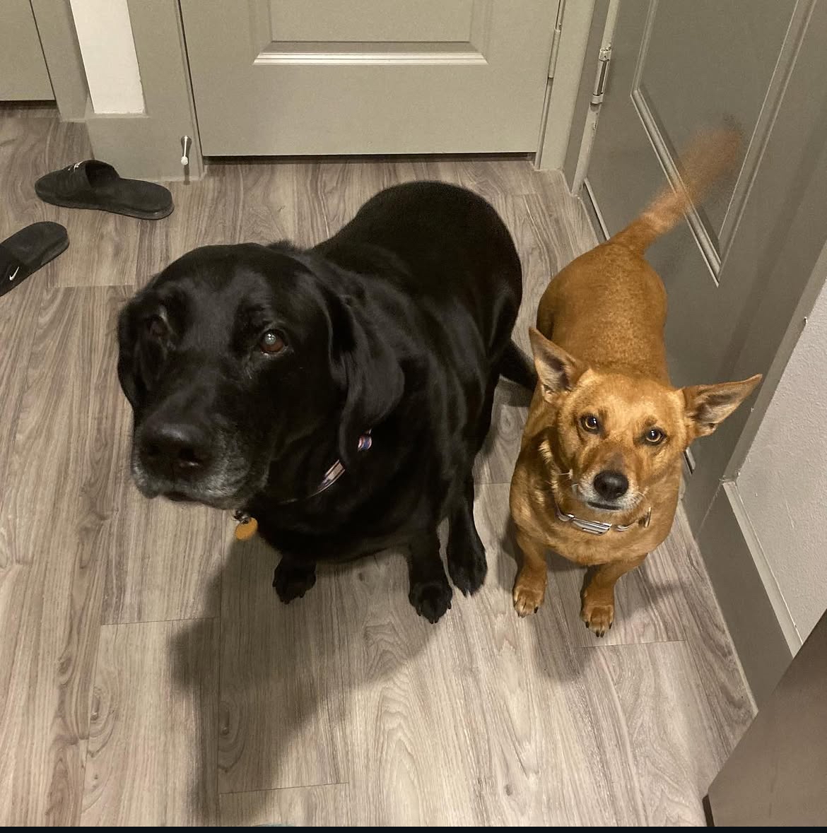 Two dogs being cared for at home